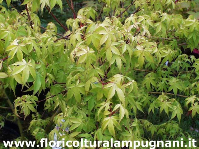 Acer palmatum Orange Dream vaso 12 cm. da talea adatto per bonsai