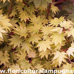 Acer palmatum Shirasawanum Jordan cm. 60/70