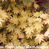 Acer palmatum Shirasawanum Jordan cm. 60/70