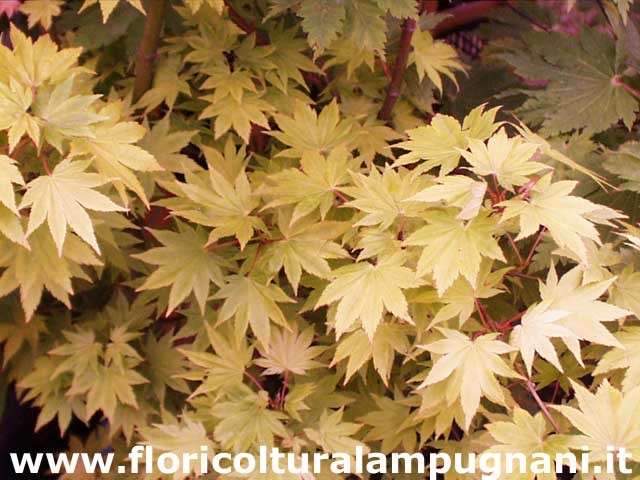 Acer palmatum Shirasawanum Jordan cm. 60/70