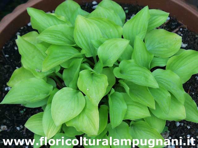 Hosta Pink Jewel