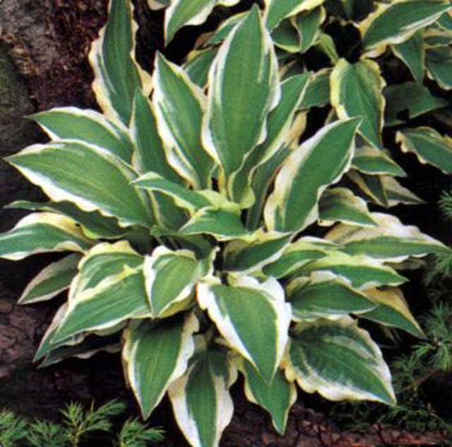 Hosta Ground Master