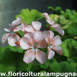 Pelargonium Gemma