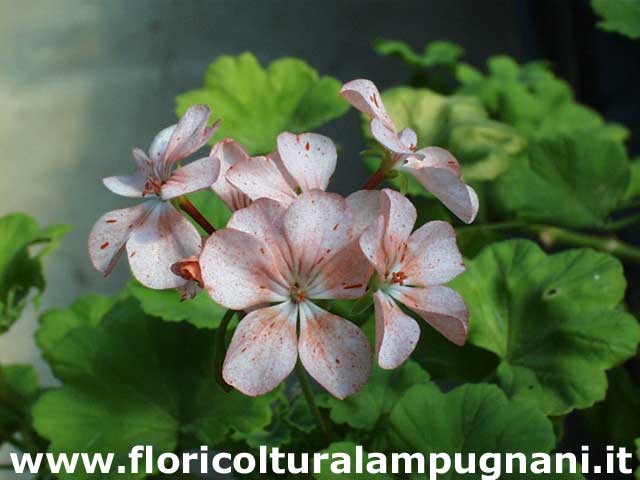 Pelargonium Gemma