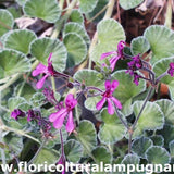 Pelargonium Reniforme vaso 10