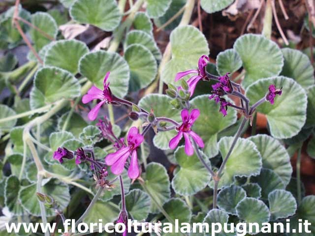 Pelargonium Reniforme vaso 10