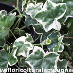 Pelargonium L'elegante vaso 10 (Geranio peltatum)