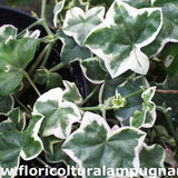 Pelargonium L'elegante vaso 10 (Geranio peltatum)