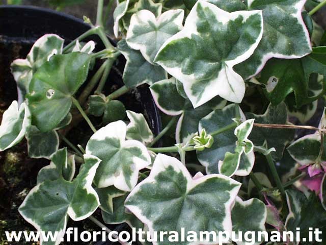 Pelargonium L'elegante vaso 10 (Geranio peltatum)
