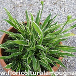 Hosta Stiletto