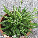 Hosta Stiletto
