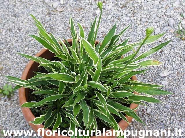 Hosta Stiletto