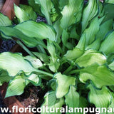 Hosta Janet Day