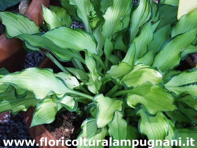 Hosta Janet Day