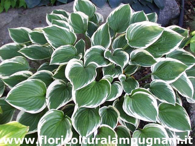Hosta Diamond Tiara