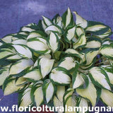 Hosta Summer Music