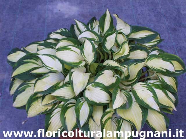 Hosta Summer Music
