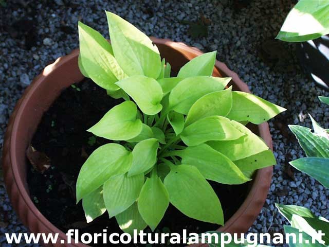 Hosta Little Aurora