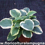 Hosta Northern halo piante in vaso