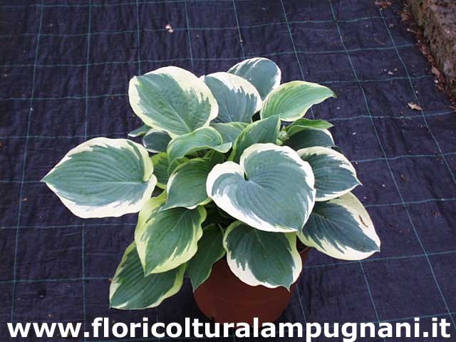 Hosta Northern halo piante in vaso