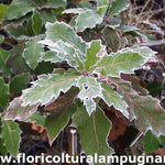 Quercus  Rhysophylla sempreverde vaso 9