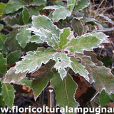 Quercus  Rhysophylla sempreverde vaso 9