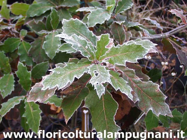 Quercus  Rhysophylla sempreverde vaso 9