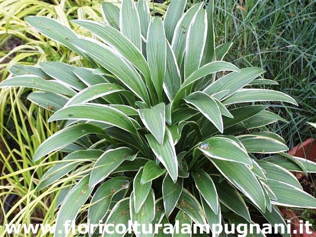 Hosta Rectifolia Chionea