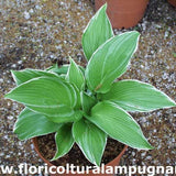 Hosta Mountain Snow