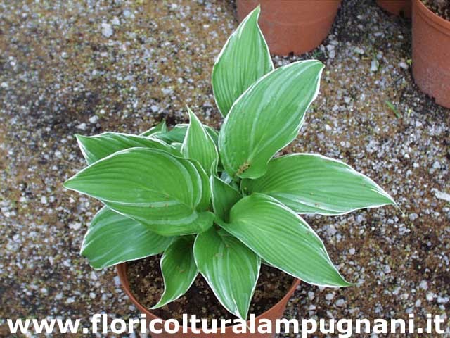 Hosta Mountain Snow