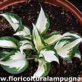 Hosta Loyalist