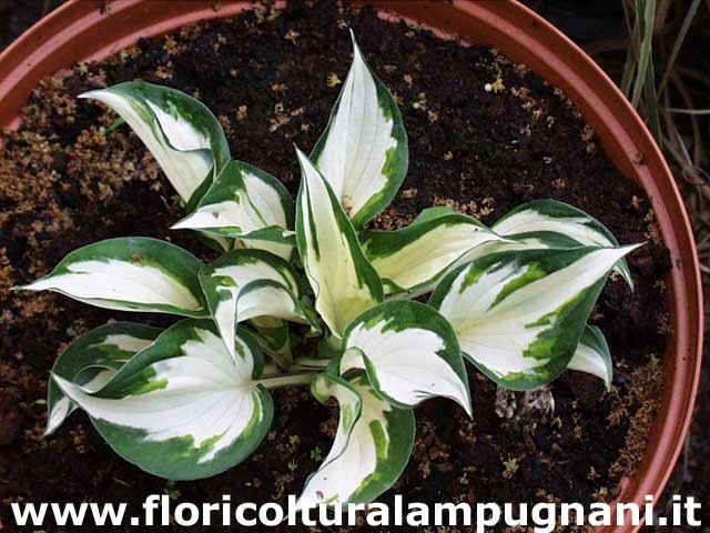 Hosta Loyalist