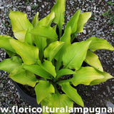 Hosta Pink Jewel