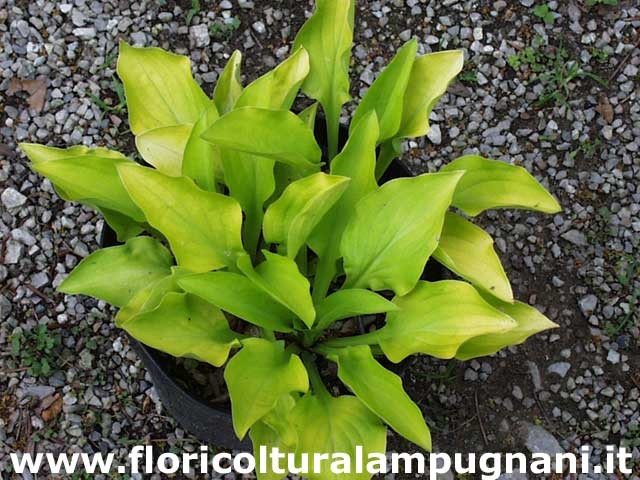 Hosta Pink Jewel