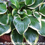 Hosta Queen Josephine