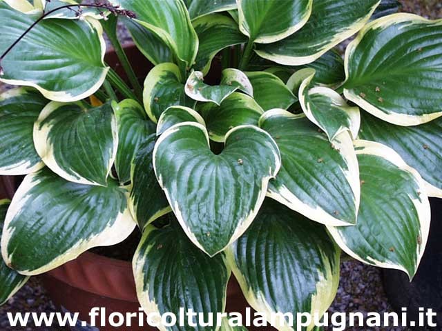 Hosta Queen Josephine