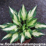 Hosta Christmas Candy
