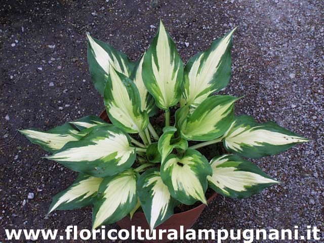 Hosta Christmas Candy