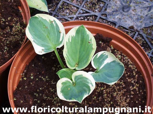 Hosta Snow Cap