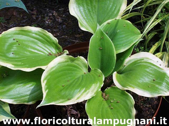 Hosta Winter Snow