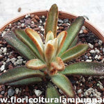 Kalanchoe Tomentosa