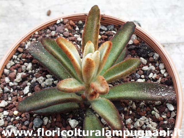 Kalanchoe Tomentosa