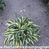 Hosta Wolverine