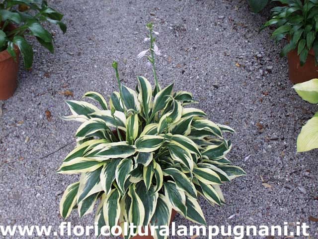 Hosta Wolverine