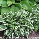 Hosta Undulata univittata