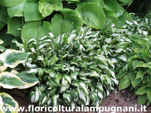 Hosta Undulata univittata