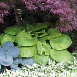 Hosta Sum And Substance