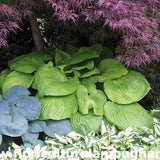 Hosta Sum And Substance