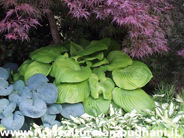 Hosta Sum And Substance