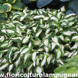 Hosta Undulata Univittata